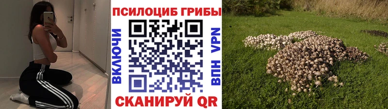 MEGA   что такое наркотик  площадка официальный сайт  Псилоцибиновые грибы Cubensis  Фокино 